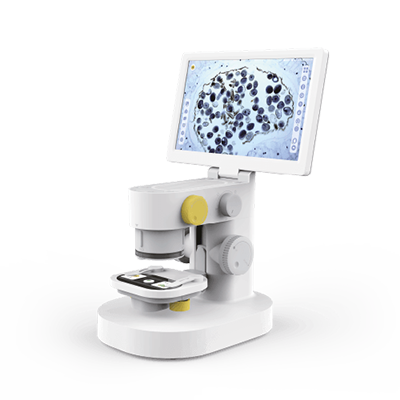 La Fagocitosi Di Clostridium Batteri. Microscopio Elettronico A Trasmissione Tem Di Una Sezione Attraverso Due Clostridium Sp Batteri Cerchi Scuri Che Ha Image335414419